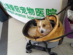 -爱侣宠医·鹦鹉专科·小型哺乳类·异宠专科(灵石路店)