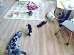 -猫的茶·猫咖
