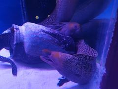 -沙沙哗啦海洋馆(华宇百花谷店)