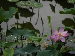 -新江湾城公园