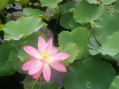 -羊亭河湿地公园