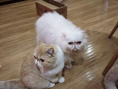 -滚猫咖啡·猫咖·猫友好撸猫(未来城店)