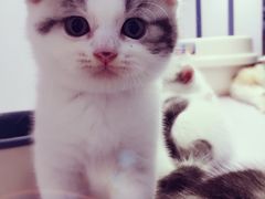 -喵的天空名猫咖啡馆·撸猫·猫舍·用品