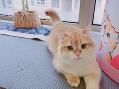-猫大福·Fortune Cat猫舍(百子湾店)