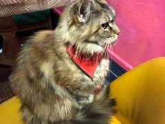 -猫色咖啡·猫咖