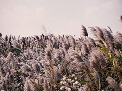-盐城丹顶鹤湿地生态旅游区
