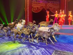 -珠海横琴长隆《卡卡虎奇遇记》