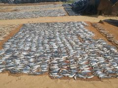 -尼甘布海鲜市场