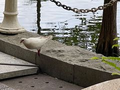 -茵特拉根酒店·西餐厅