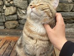 -喵屿·大理花园猫咖