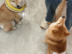 -柴犬小屋·柴餐厅·狗咖食堂(金鼎广场店)