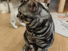 -有喵·猫咖·狗咖·30几只猫10只小狗(岗厦店)