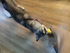 -Husky Go! 哈士奇体验馆·宠物咖啡厅狗咖