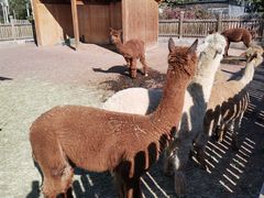 -大青山野生动物园