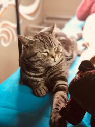 -幸运7纹身刺青Lucky7tattoo