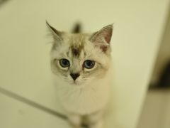 -鼓捣猫呢主题猫咖店