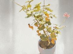 -董小姐咖妃·咖啡·简餐.意面(松江大学城店)