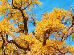 -青岛崂山太清宫