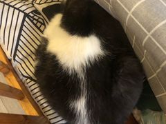 -海边的猫和咖啡馆
