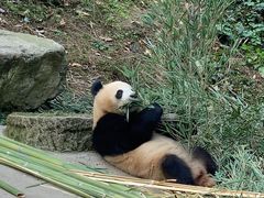 -都江堰中华大熊猫苑