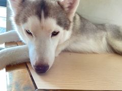 -Husky Go! 哈士奇体验馆·宠物咖啡厅狗咖