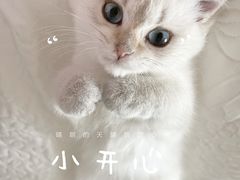 -momokira米努特·德文卷毛猫·棉花面纱犬