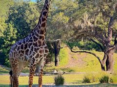 -奥兰多迪士尼动物王国乐园