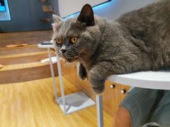-啵啵喵·猫咖(攀华国际店)