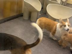-有喵·猫咖·狗咖·30几只猫10只小狗(岗厦店)
