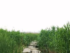 -绿堤公园