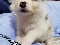 -翊宠yipet猫狗购宠庄园犬舍•猫舍