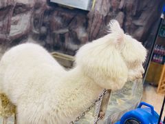 -上海大自然野生昆虫馆(东方明珠·爬宠昆虫探索中心)