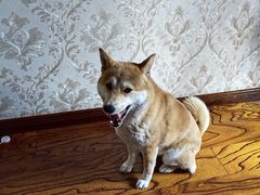 -达爱动物医院·犬猫分区·CT·复杂眼科(远洋山水分院)