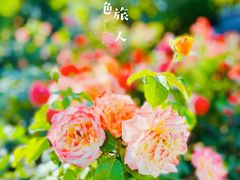 -大兴滨河森林公园