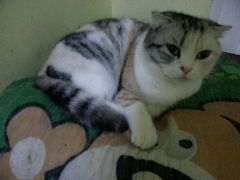 android_upload_pic-猫色咖啡·猫咖