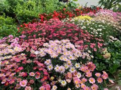 -金陵花卉交易市场