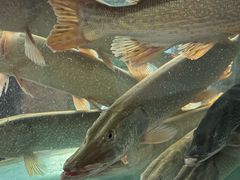 -煲来饱去冷水鱼