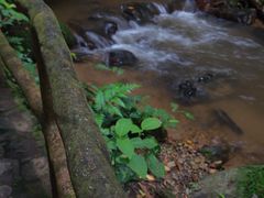 -莫里热带雨林景区