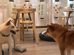 -柴迷FANS CLUB·柴犬狗咖·猫咖