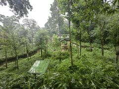 -中国大熊猫保护研究中心雅安碧峰峡基地