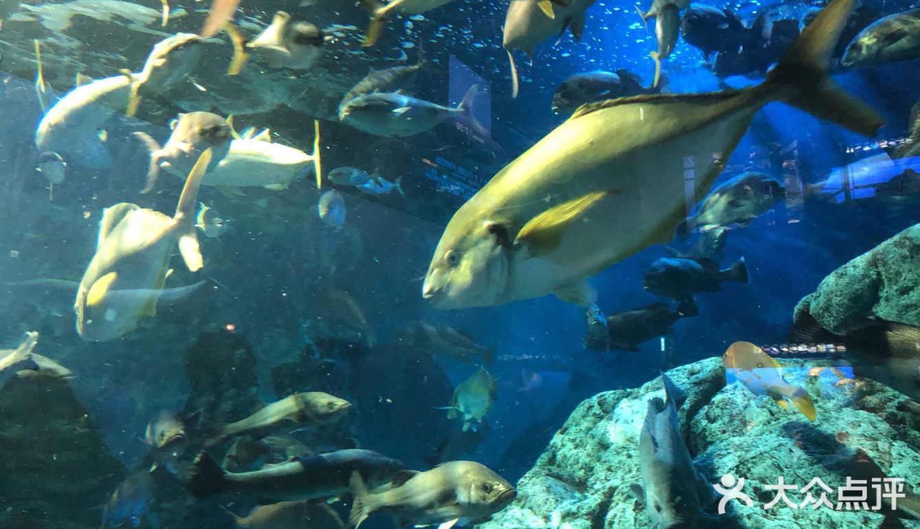 鸟羽水族馆