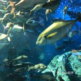 鸟羽水族馆
