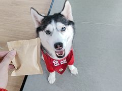 -Husky Go! 哈士奇体验馆·宠物咖啡厅狗咖