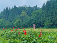-武陵山森林公园