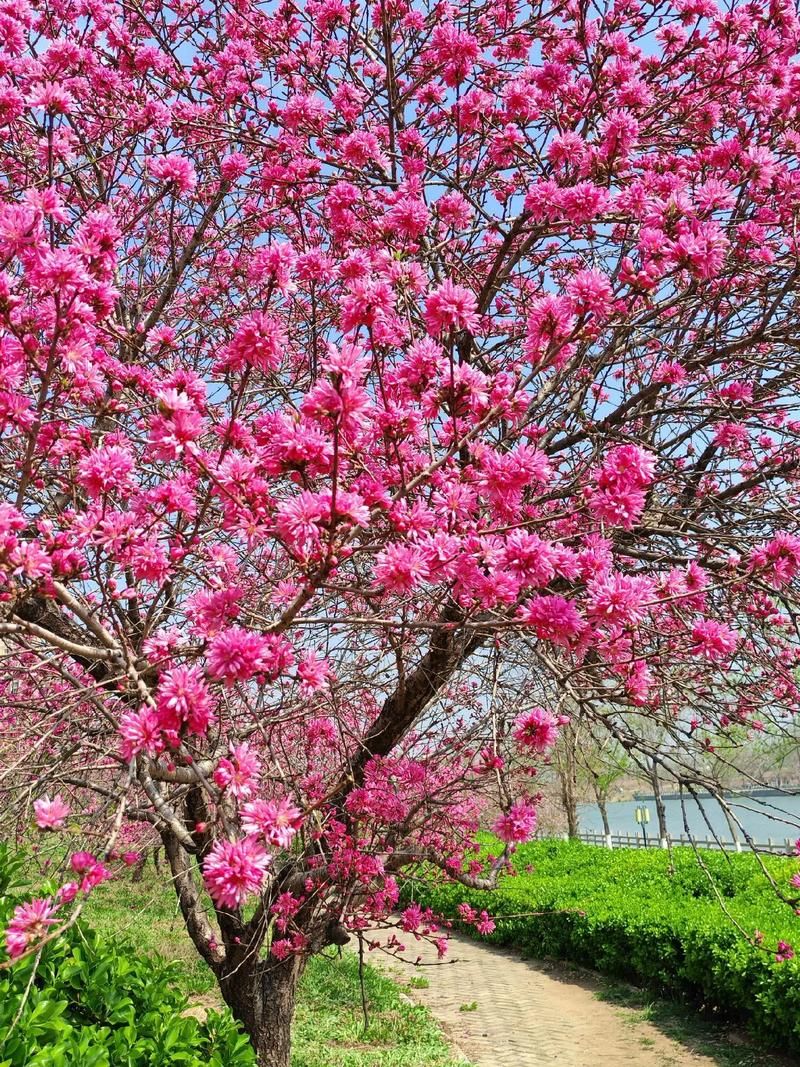 春日桃花盛开的美景