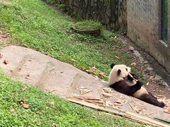 -都江堰中华大熊猫苑