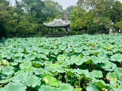 -无锡蠡湖国家湿地公园-蠡园
