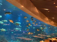 -海棠湾洲际-涛·海底餐厅·美人鱼·自助餐·海底隧道