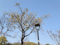 -羊山湖公园