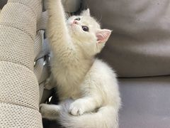 -lincat·猫舍(广州店)